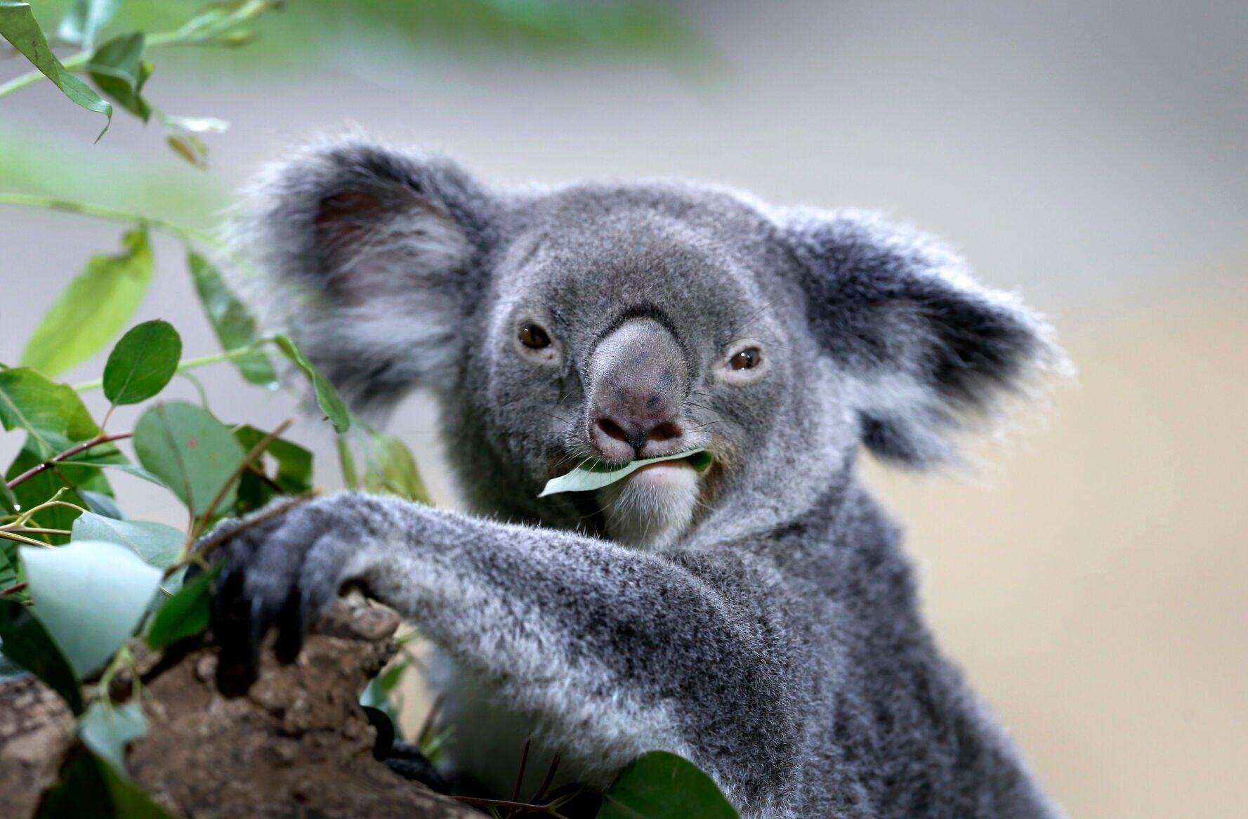 Singapore Zoo Koalas